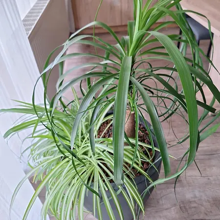 Апартаменты Eva